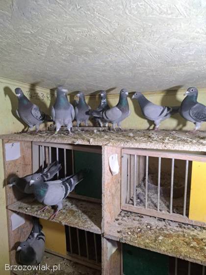 Gołębie lotowe,  samce -  likwidacja hodowli