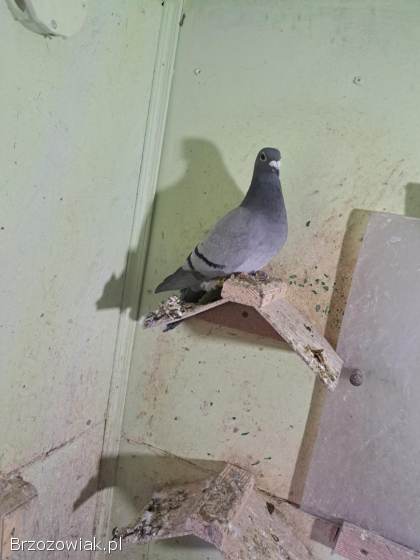Gołębie lotowe,  samice -  likwidacja hodowli