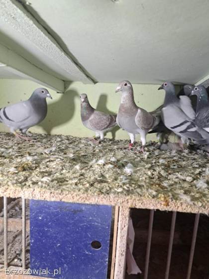 Gołębie lotowe,  samice -  likwidacja hodowli