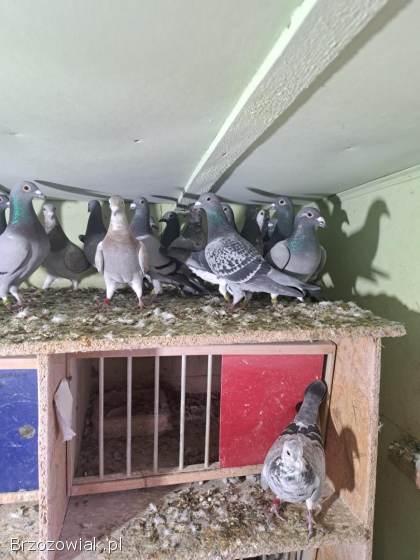Gołębie lotowe,  samice -  likwidacja hodowli