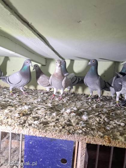 Gołębie lotowe,  samice -  likwidacja hodowli