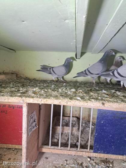 Gołębie lotowe,  samice -  likwidacja hodowli