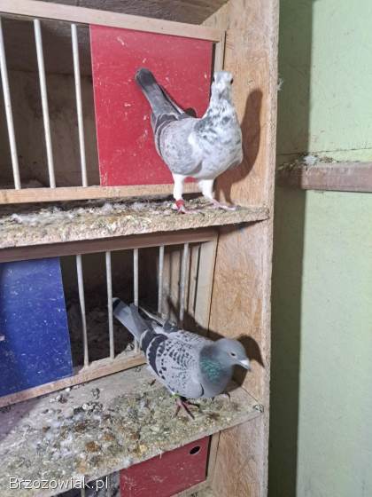 Gołębie lotowe,  samice -  likwidacja hodowli