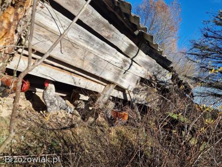 Wymienię koguty na mlode kurki