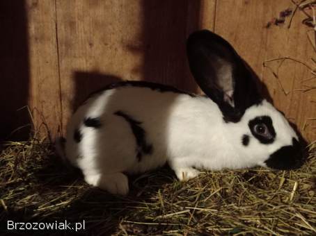 Srokacz niemiecki -  samce i samice