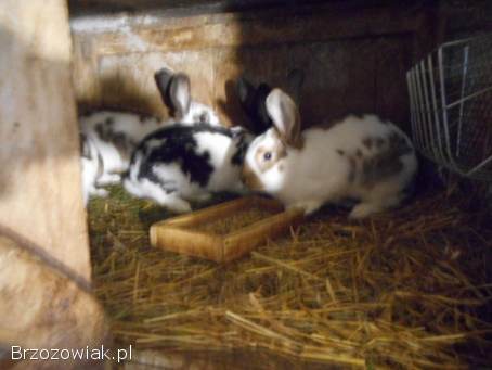 Sprzedam króle samiczki