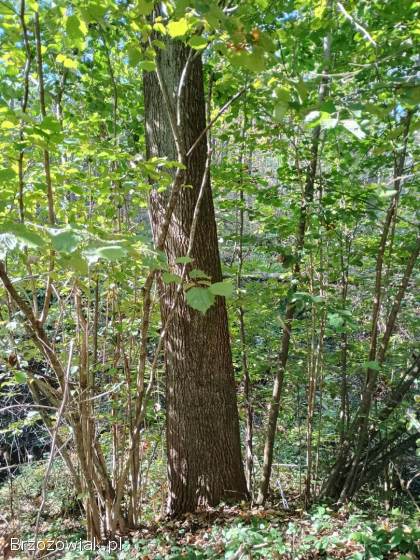 Sprzedam brusy dąb,  jawor