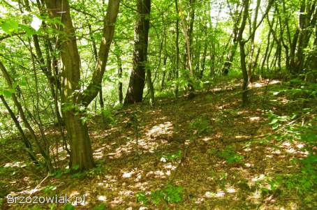 Żohatyn gm.  Bircza działka 61 arów,  możliwość dokupienia większej działki