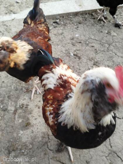 Koguty Faweroli łososiowej