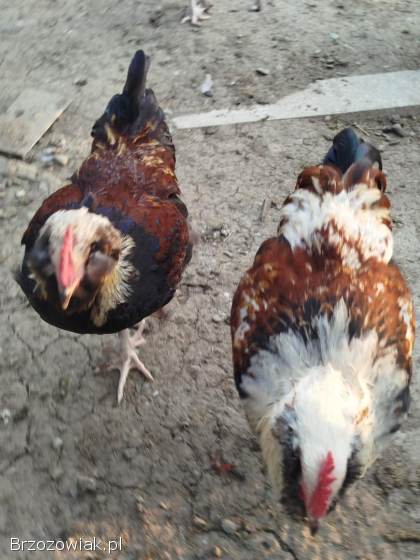 Koguty Faweroli łososiowej