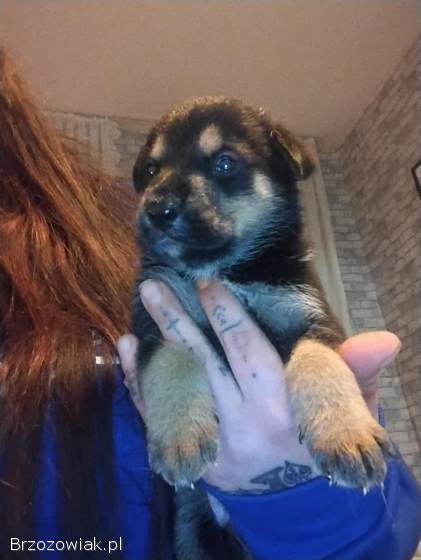 Oddam szczeniaki za darmo