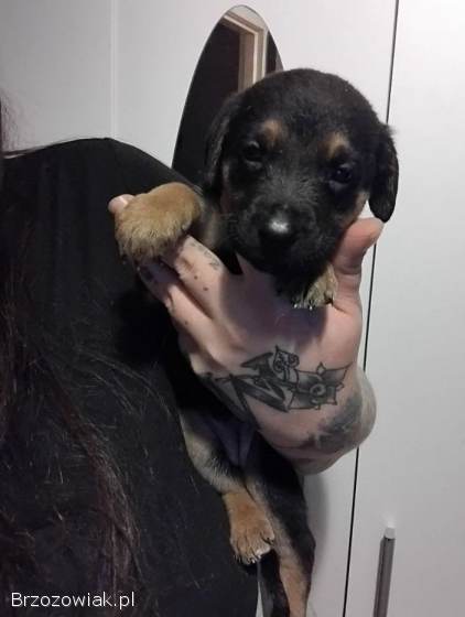 Oddam szczeniaki za darmo