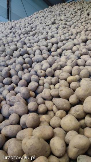 Ziemniaki Corinna1 zł/kg