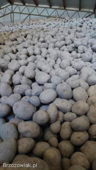 Ziemniaki Soraja 1 zł/kg