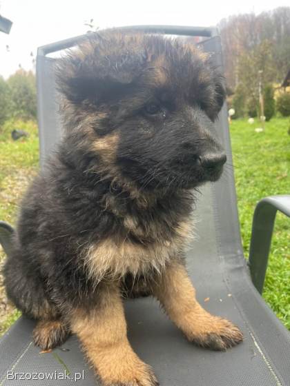Oddam suczkę owczarka niemieckiego