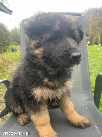 Oddam suczkę owczarka niemieckiego