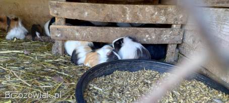 Świnki morskie,  rozety,  gładkie,  Karwia domowa