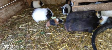 Świnki morskie,  rozety,  gładkie,  Karwia domowa