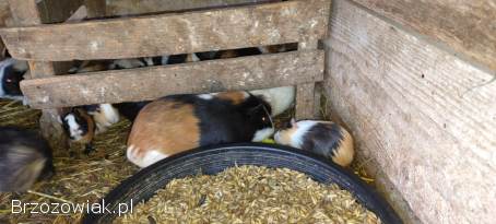 Świnki morskie,  rozety,  gładkie,  Karwia domowa