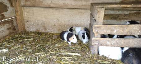 Świnki morskie,  rozety,  gładkie,  Karwia domowa