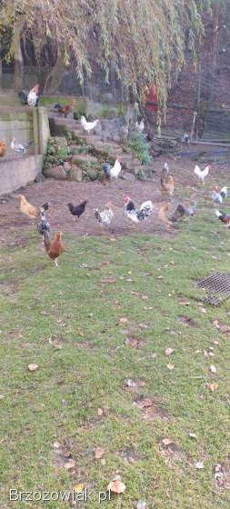 Koguty,  liliputy,  kogut porcelanowe,  starodawne,  białe,  nakrapiane