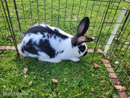 Króliki samce różne
