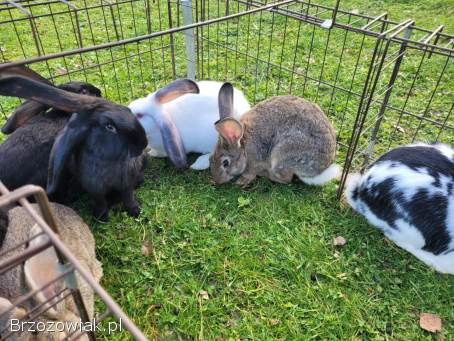 Króliki samce różne