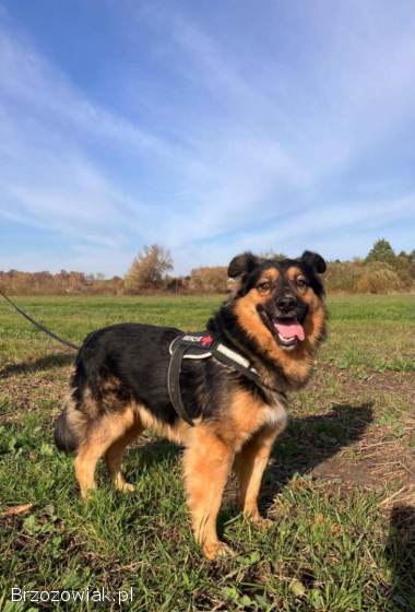 Fantastyczny Toster szuka domu!