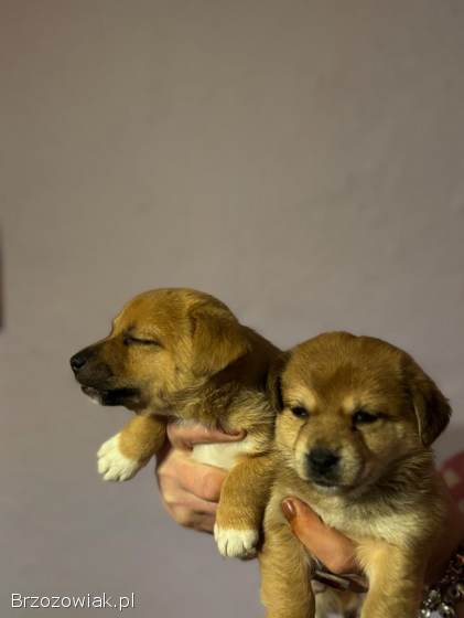 Oddam 9 małych pieskow