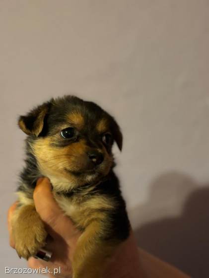 Oddam 9 małych pieskow