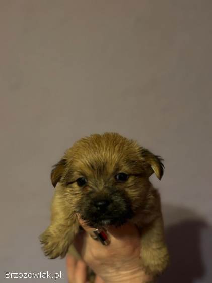 Oddam 9 małych pieskow