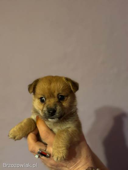 Oddam 9 małych pieskow