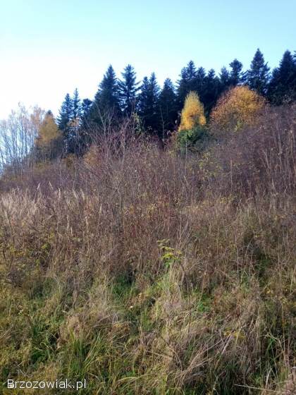 Mulczer mulczerowanie wycinka