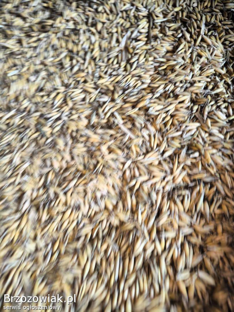 Sprzedam owies tanio 2025