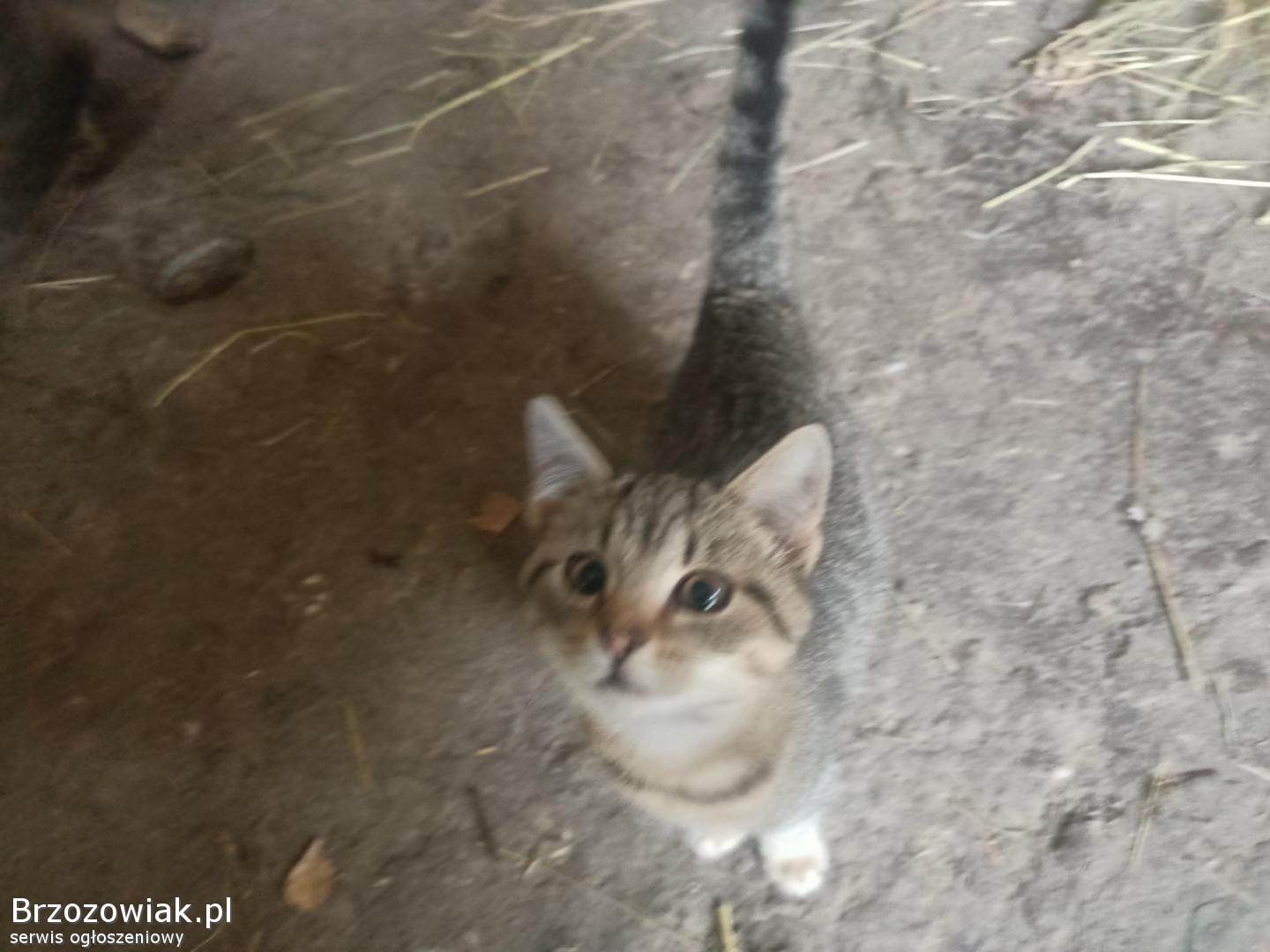 Oddam w dobre ręce dwa kocurki