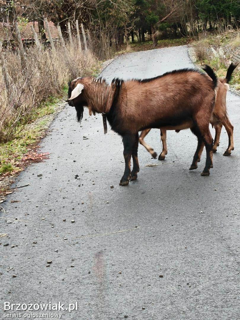 Kozioł aglonubijski genetycznie bezrozny