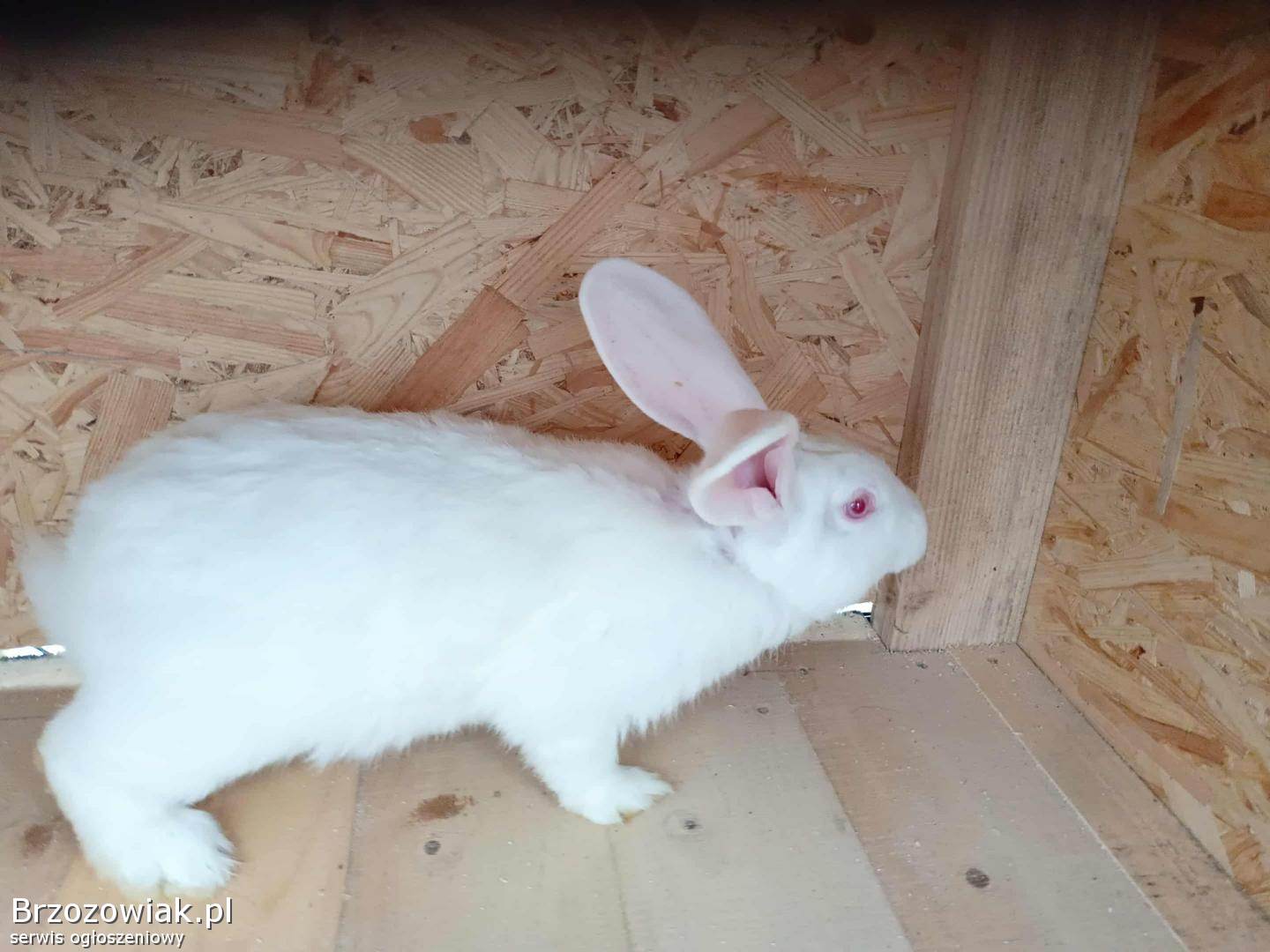 Króliki samiec termondzki