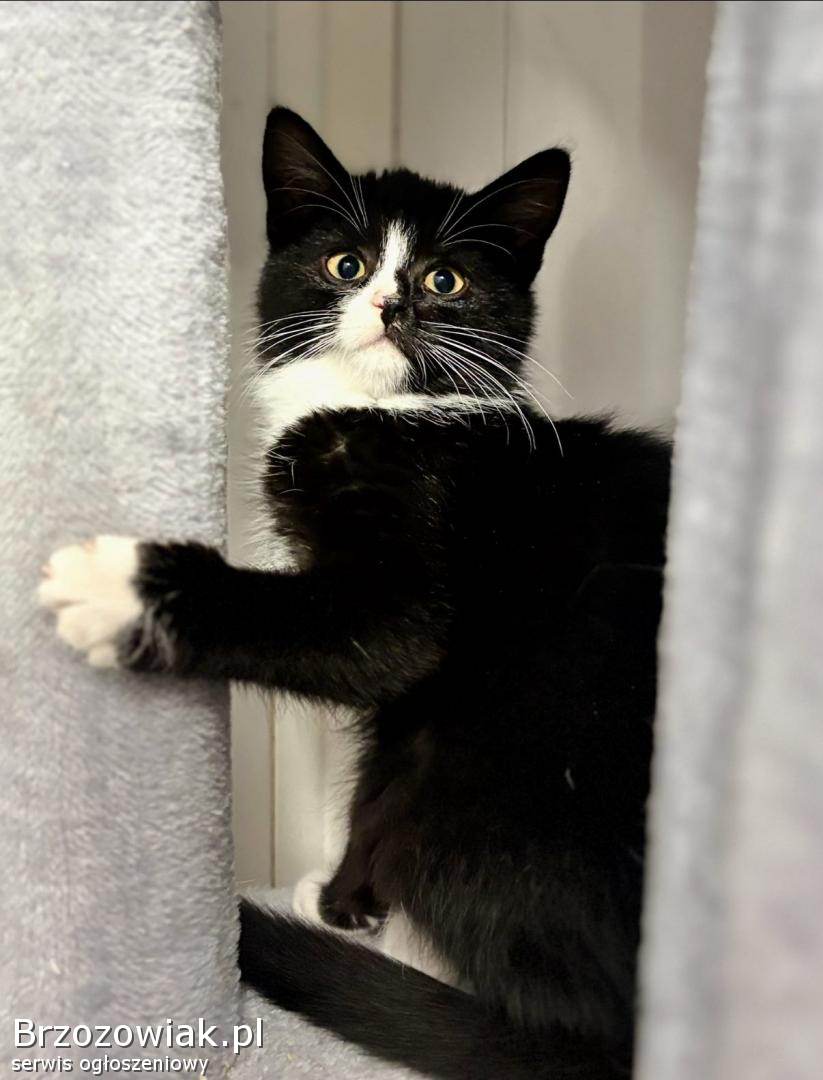 Loki -  4 miesięczny kociak szuka domu!