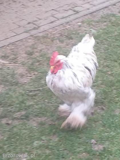 Sprzedam koguta