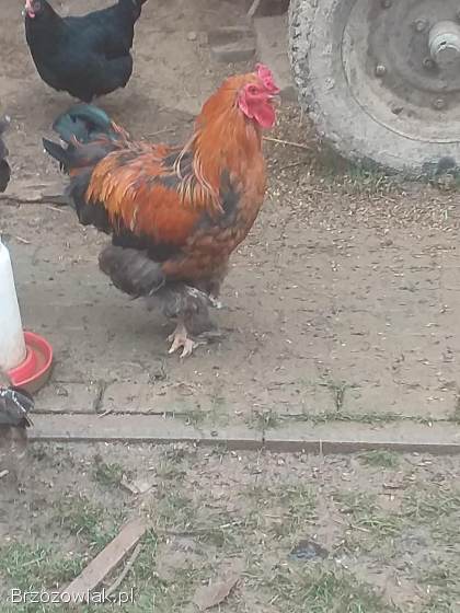 Sprzedam koguta