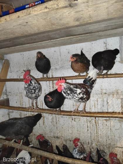 Koguty liliputy i kureczki i koguty duże