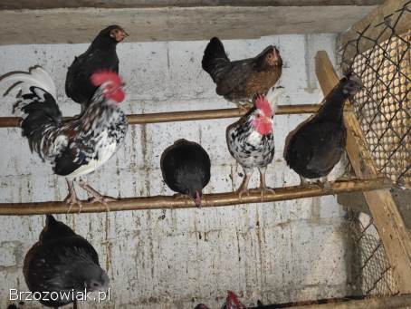 Koguty liliputy i kureczki i koguty duże