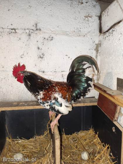 Koguty liliputy i kureczki i koguty duże