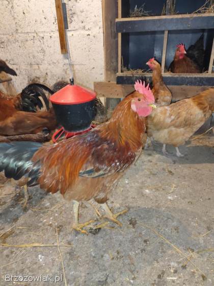 Koguty liliputy i kureczki i koguty duże