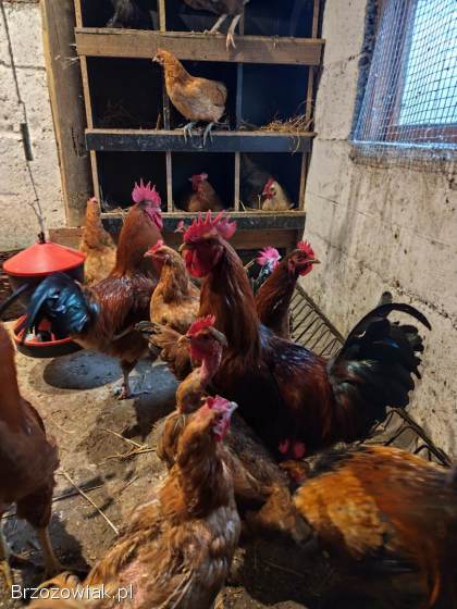 Koguty liliputy i kureczki i koguty duże