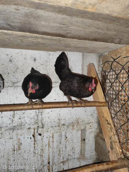 Koguty liliputy i kureczki i koguty duże