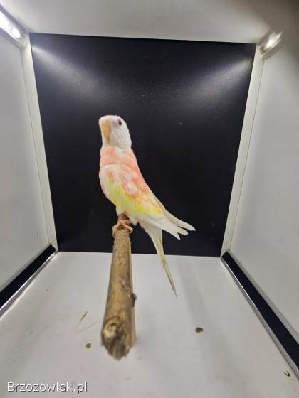 Papugi/ Ptaki