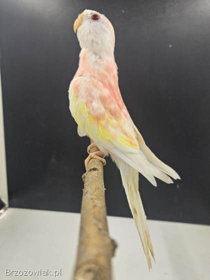 Papugi/ Ptaki