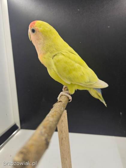 Papugi/ Ptaki