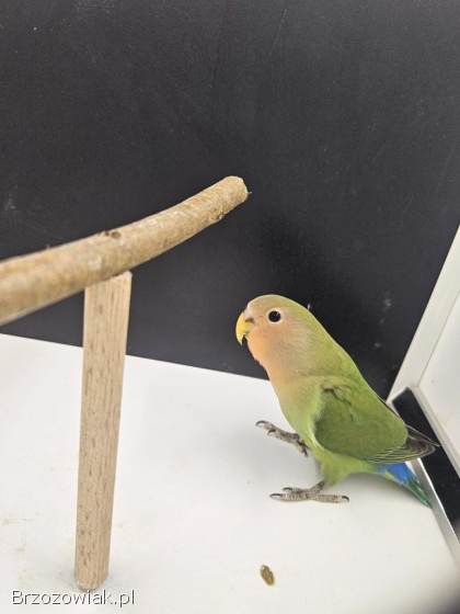 Papugi/ Ptaki